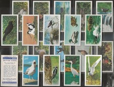 BROOKE BOND (TEA)-FULL SET- BRITISH BIRDS FRANCIS PITT 1954 (WHITE BACK 20 CARD)