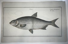 1st ED BLOCH OBLONG FOLIO H/C RARE FISH Cyprinus Buggenhagii Der Leiter 95