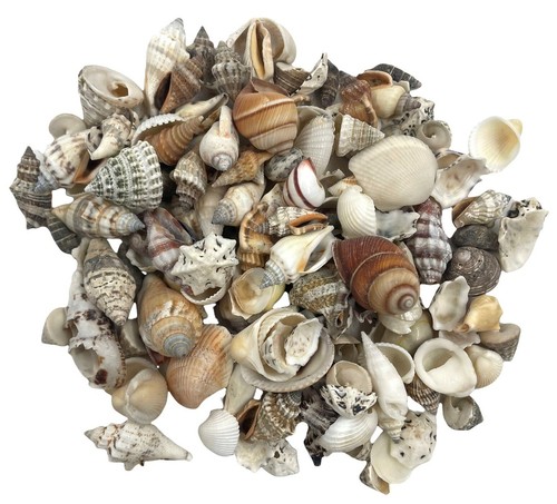 Assorted craft shells small - assorted,