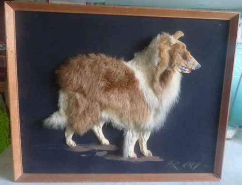 Rough collie fur picture - fur,