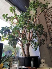 Super larger jade - super,