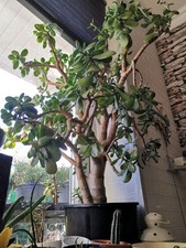 Super Larger Jade Plant for