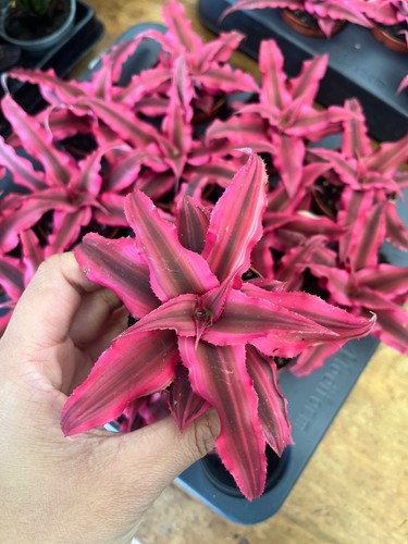Ryptanthus bivittatus rubin - ryptanthus, 'rubin