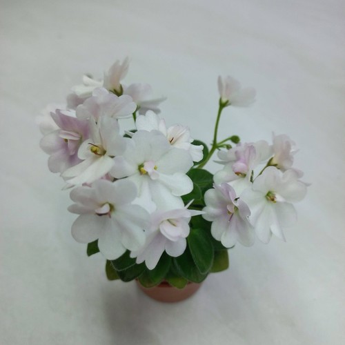 Rare african violet live - african,