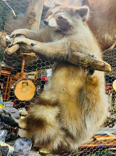 Raccoon taxidermy wall mount - raccoon,
