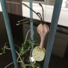 Ceropegia simoneae - rarely