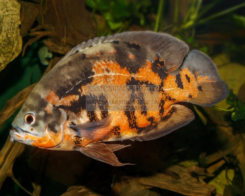 Oscar fish karlsruhe zoo - fish,