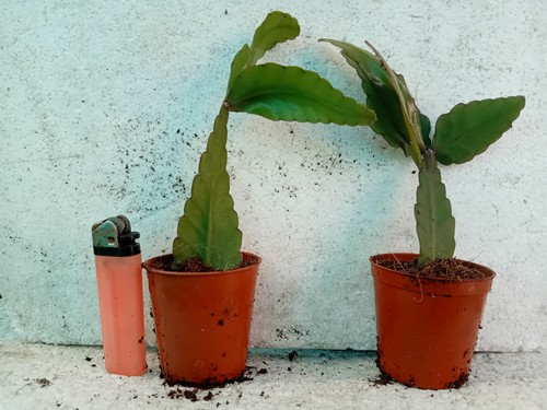 Epiphyllum rhipsalis eliptica - rhipsalis,