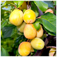 Golden Gage 'Oullins' Plum Tree 4ft Tall Self-Fertile Sweet Honey Flavour