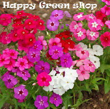 PHLOX CECILY DWARF - 300 seeds - Phlox drummondii nana compacta - Flower
