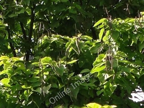 Photo 6x4 indian bean - photo,