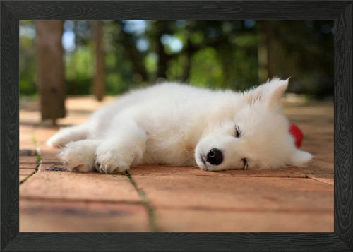 Puppy samoyed dog framed wall - puppy,