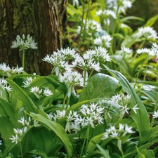 Allium ursinum - Wild Garlic Seeds