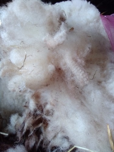 Valais blacknose unwashed raw - valais,