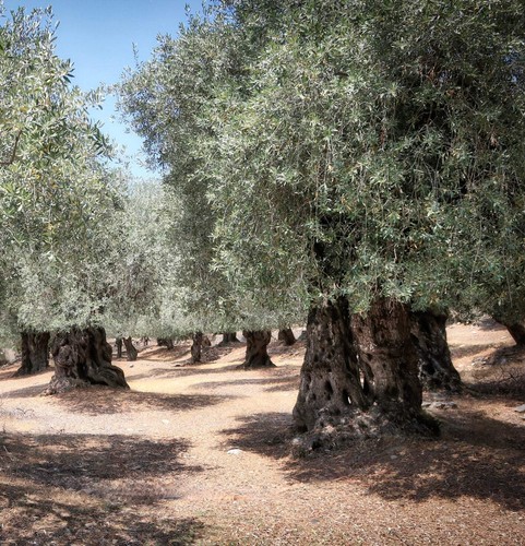 Olea europaea nocellara - olea, 'nocellara'