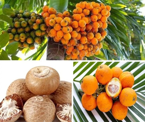 Organic dried areca nut - organic,