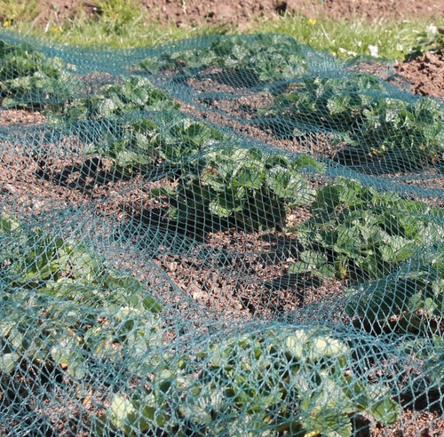 Green bird netting - , garden