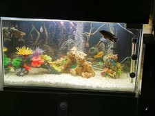 200l Fluval Fish tank with