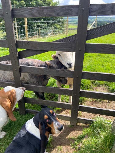 Pedigree ryeland sheep raw - ryeland,
