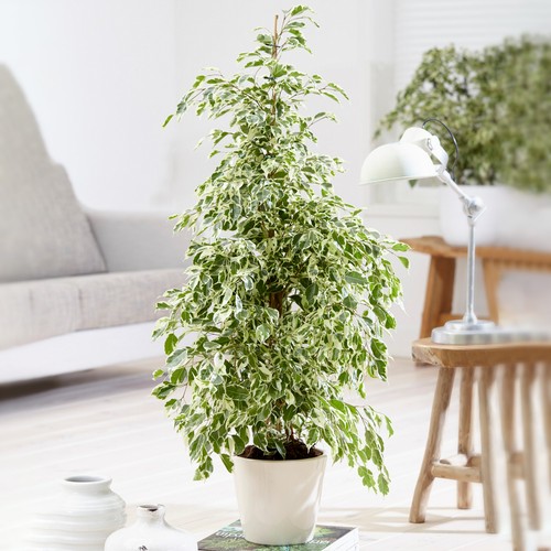 Ficus starlight for sale - x, |