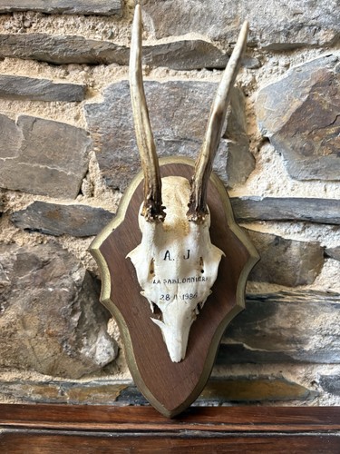 Mounted shield roe buck - mounted,