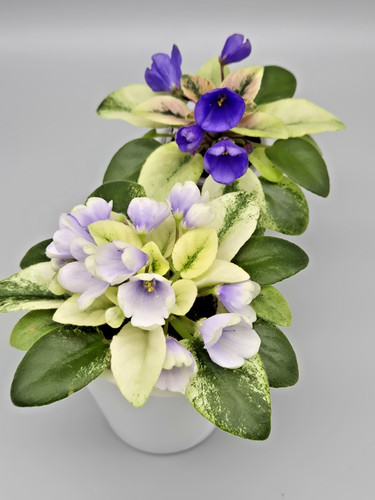 Rare miniature plant - rare,