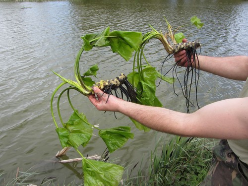 Pond plants water lilys - pond,