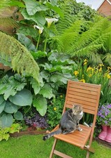 Zantedeschia Hercules/ White Giant Calla Lily  / RARE HUGE BEAUTIFUL,  7cm pot