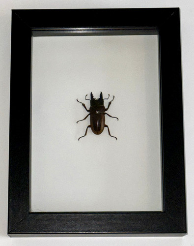 Framed stag beetle - framed,