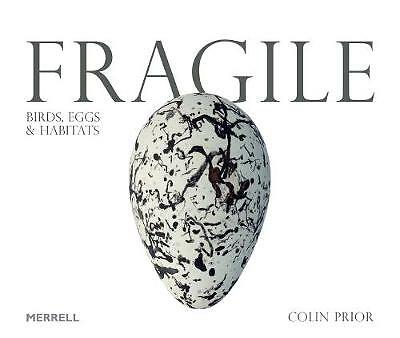Fragile birds eggs - birds,, &
