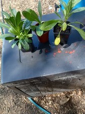 3 Leucanthemum Crazy Daisy