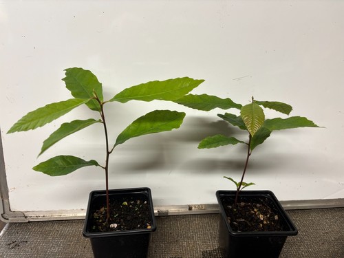 Sweet chestnut trees castanea - trees, (castanea