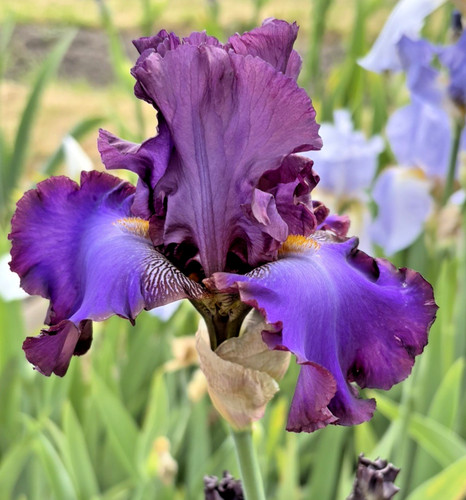 Bearded iris germanica - bearded,