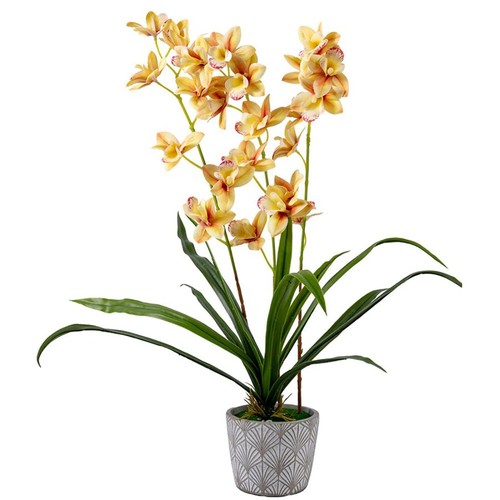 Forever flowerz cymbidium - flowerz,