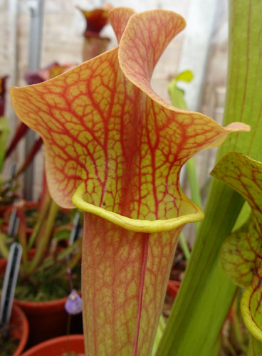 Sarracenia catesbeai jsh180 - x,