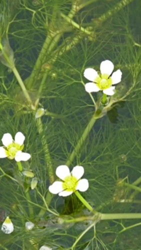 Large bunches water - bunches, crowfoot