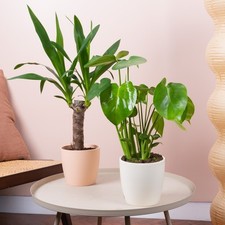 Botanical Beauty House Plant Bundle - Monstera and Yucca Indoor Plant Mix
