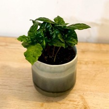 Coffea arabica - Coffee Plant