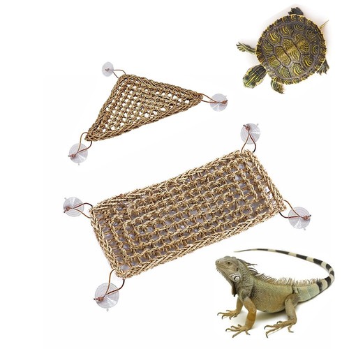 Bearded dragons geckos lguanas - bearded,