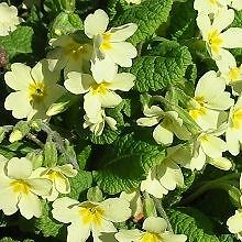 Wild Flower - Primula vulgaris