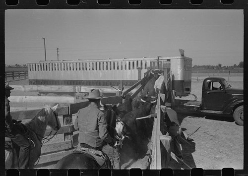 Brawley california 1942 cattle - brawley,
