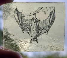 Stained glass Bat traditional