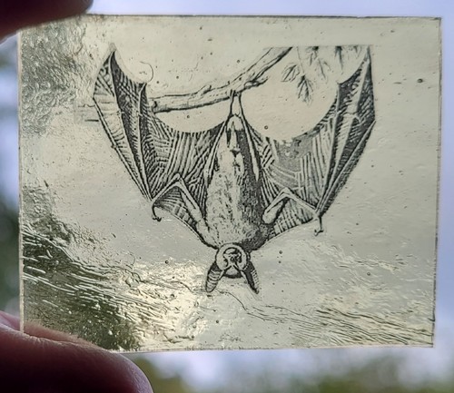 Stained glass bat - stained,