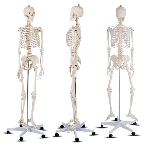 180cm life size - life, skeleton