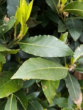 Bay Leaves, Picked Fresh