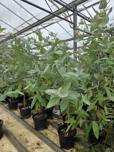 Hardy eucalyptus blue - hardy, 120