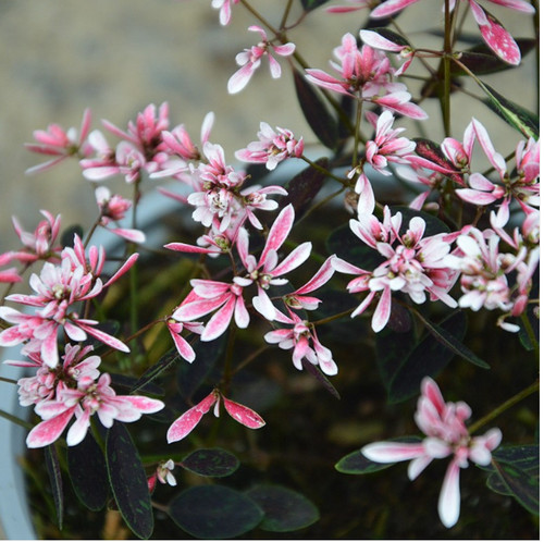 Euphorbia shades pink 2 - euphorbia, in