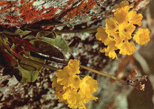 Picture postcard flowers - picture, postcard::flowers