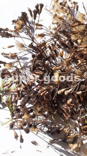 100pc seeds mexican - seeds,