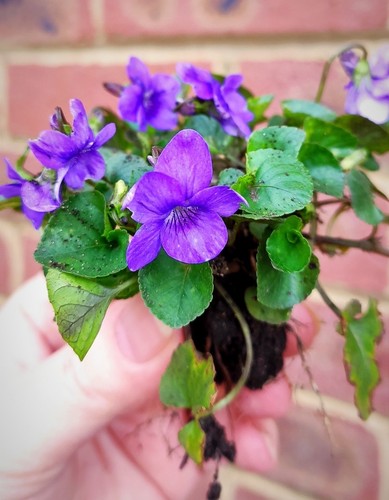 Sweet violet viola oderata - sweet,